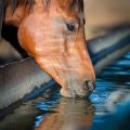 What are some of the hidden costs associated with owning a beautiful horse?