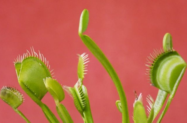 Venus flytrap plant symbolizing financial pitfalls when getting a car loan.