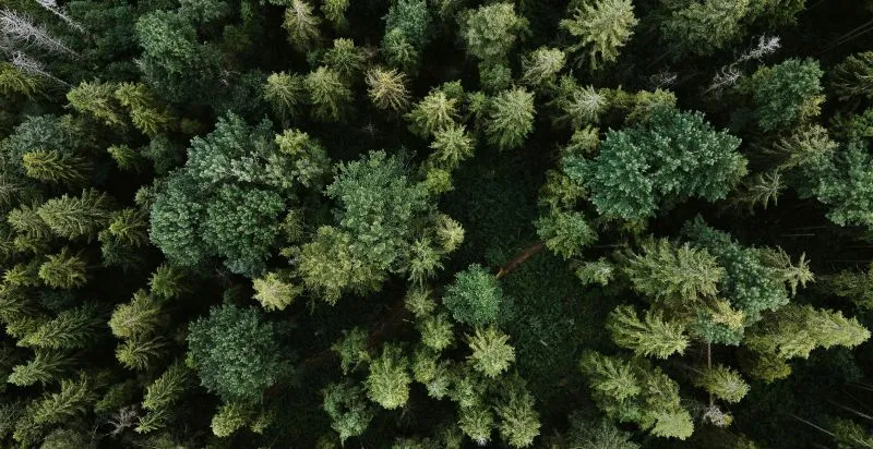 Aerial view of a forest symbolizing diverse loan options tailored to individuals. Enquire now.
